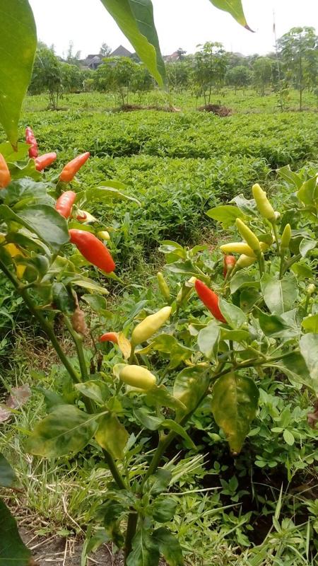 🌿 Kebun Biochar Pezano: Solusi Tanaman Lebih Subur Secara Alami